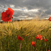 Fleurs de coquelicots