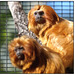 Golden Lion Tamarin Duo