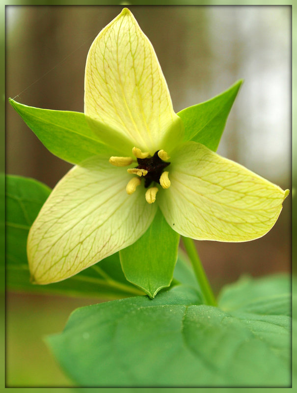 wild and untamed trillium