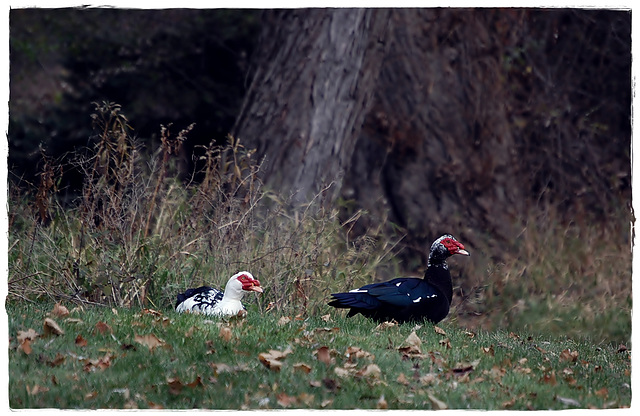 Starlake Redheads