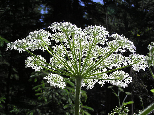 Cow Parsnip