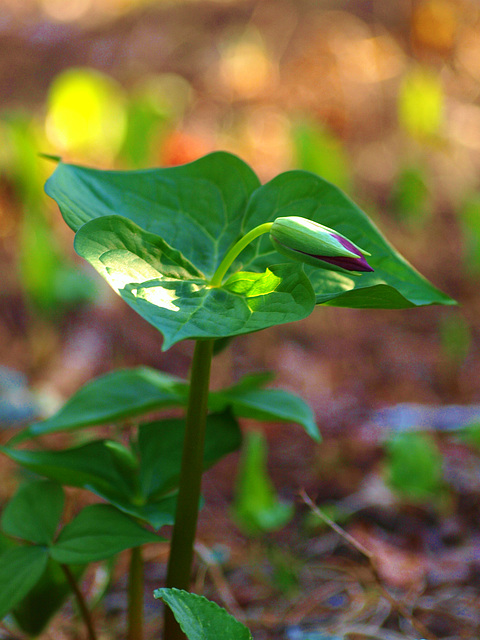 the trillium are coming!