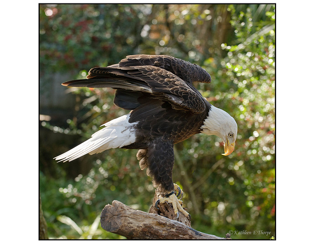 Bald Eagle on Perch