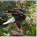 Bald Eagle on Perch