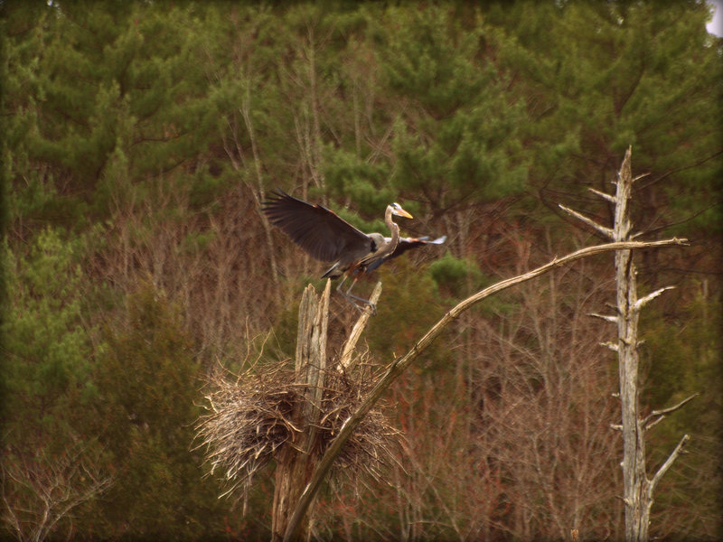 ~coming in to land~