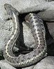 Wandering Garter Snake