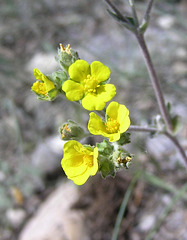 Horse Cinquefoil