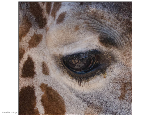 Giraffe Eye