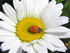 Convergent Ladybug