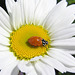 Convergent Ladybug