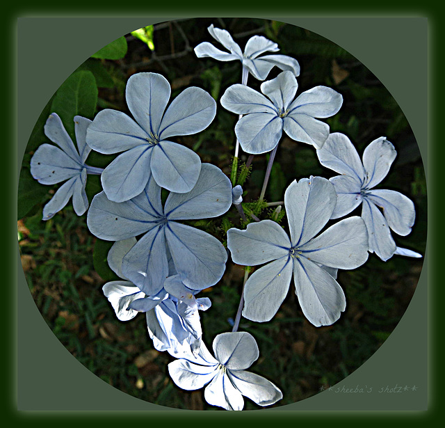 Framing of a Blue Plumbago ..