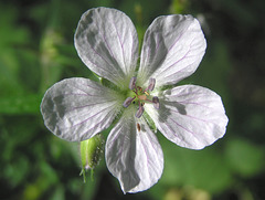 Wild White Geranium