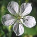 Wild White Geranium