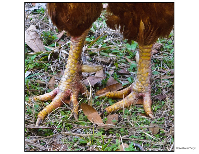 Cocky Feet