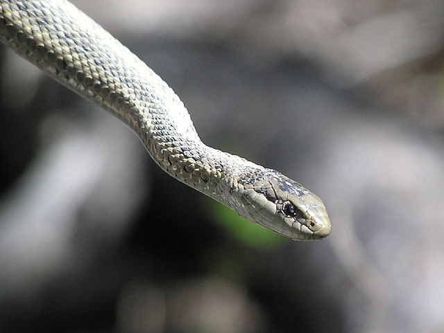Wandering Garter Snake