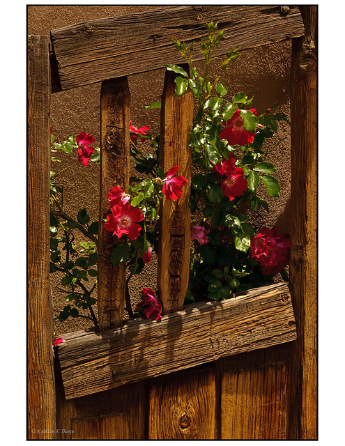 Wooden gate with red flowers