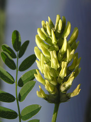 Cicer Milkvetch