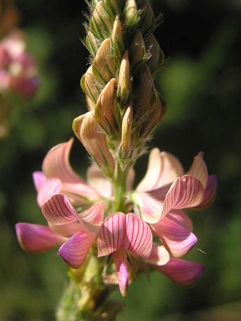 Common Sainfoin