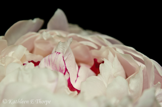 Peony Macro