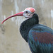 Southern Bald Ibis