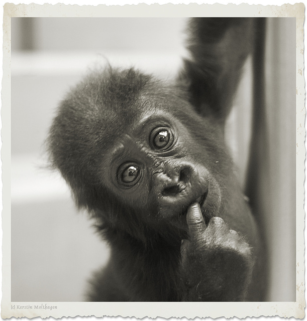 Gorillababy Claudia (Wilhelma)