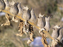 Black Henbane seedpods