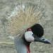 Grey Crowned Crane