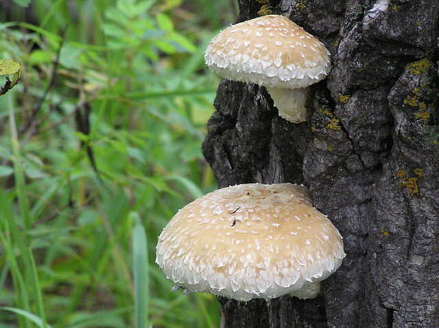 Fungus 1