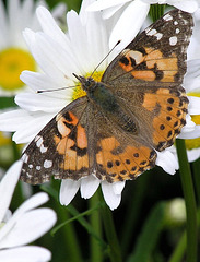 Painted Lady butterfly