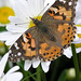 Painted Lady butterfly