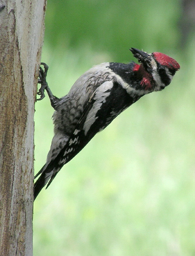 Red-naped Sapsucker