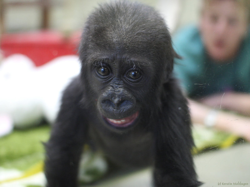 Gorillababy Claudia (Wilhelma)