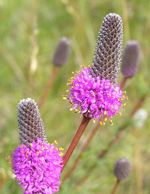 Purple Prairie-clover Purple Prairie-clover