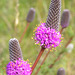 Purple Prairie-clover