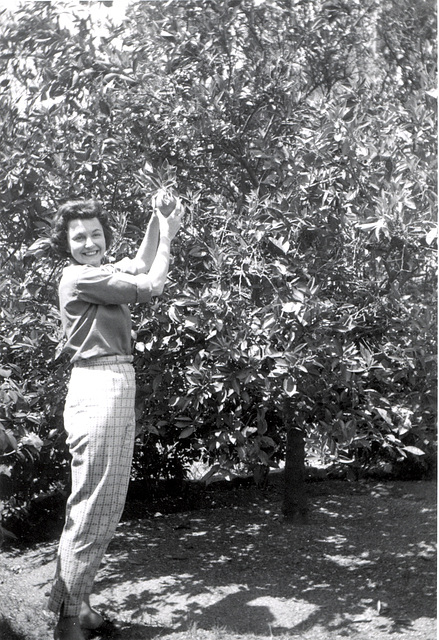 Mom picking oranges from my grandparent's tree.  Arcadia, CA, 1960