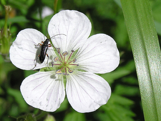 White Geranium