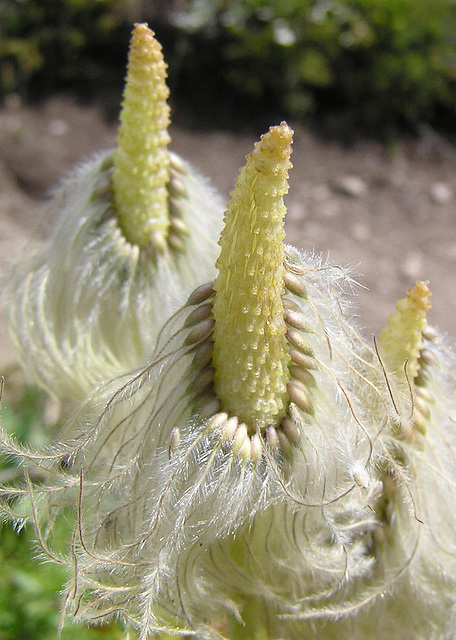 Western Pasque Flower seedhead