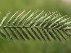 Crested Wheatgrass