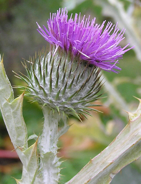 Scottish Thistle