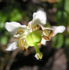 One-flowered Wintergreen, underside