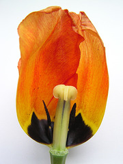 Tulip