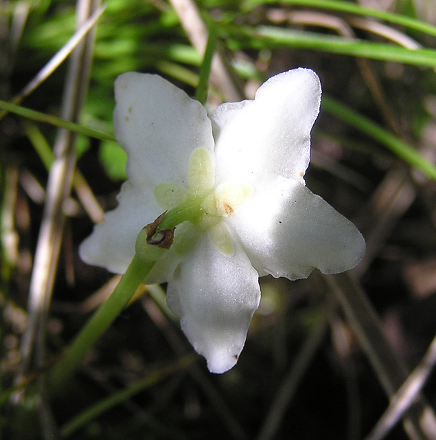 One-flowered Wintergreen, topside