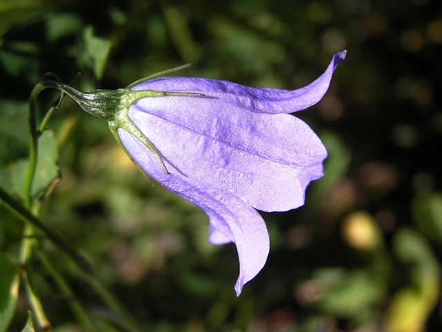 Harebell