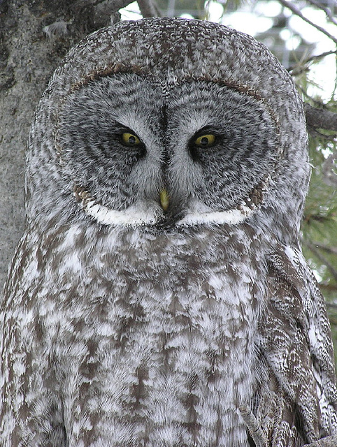 Great Grey Owl