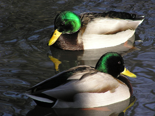 Male Mallards