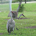 Sandhill Cranes - parent & juvenile ...... please read the link to Kentucky4Sandhillcranes !