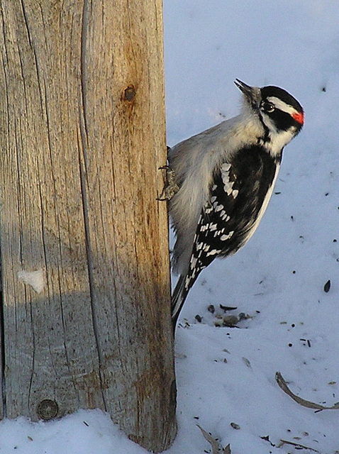 Male Downy Woodpecker