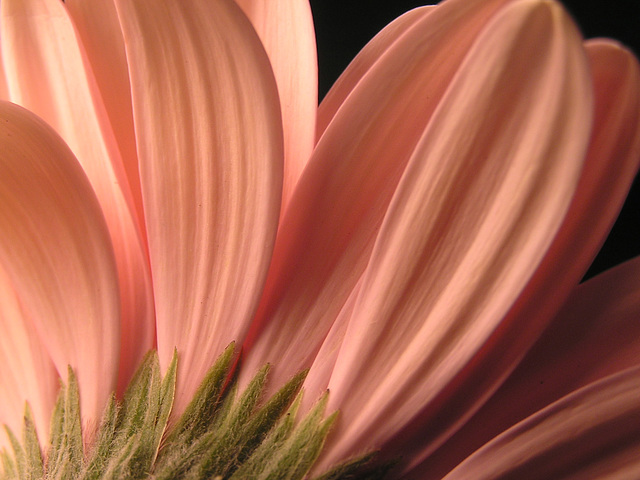 Gerbera