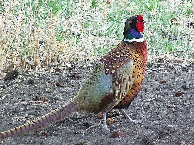 Ring-necked Pheasant