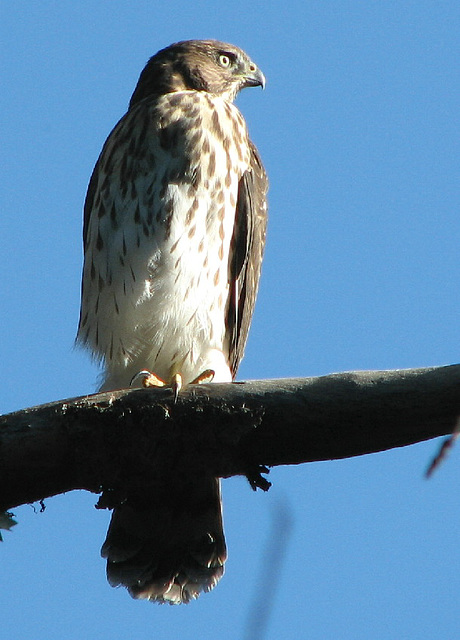 Young Cooper's Hawk